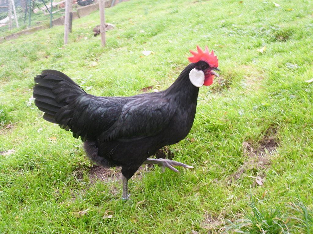 10 Types of Black Chicken Breeds (Breed Guide) Know Your Chickens
