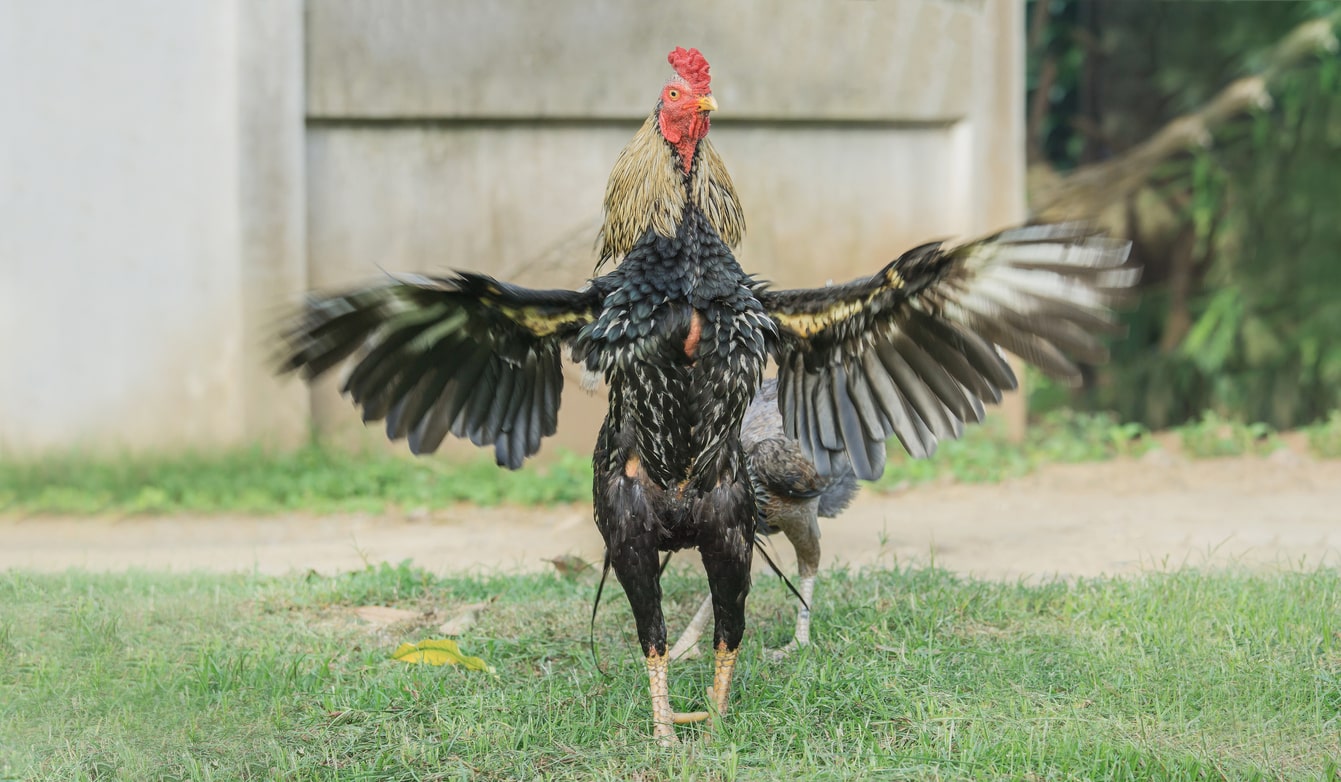 Can Chickens and Roosters Fly? Know Your Chickens