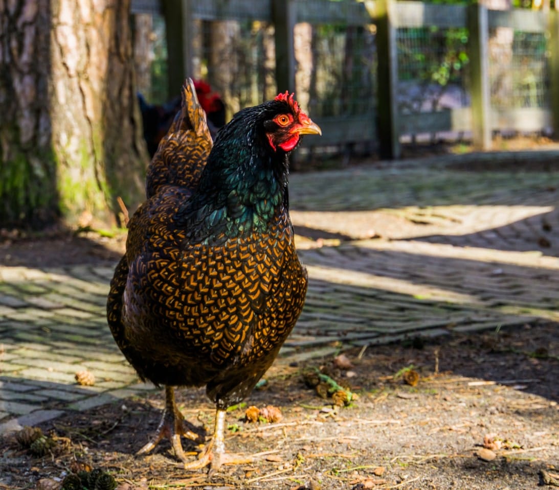 Barnevelder Chicken Appearance, Eggs, and Care Guide