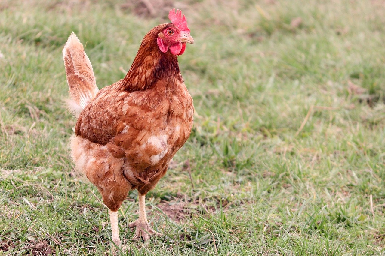 How Often Do Chickens Lay Eggs? When Will They Stop?