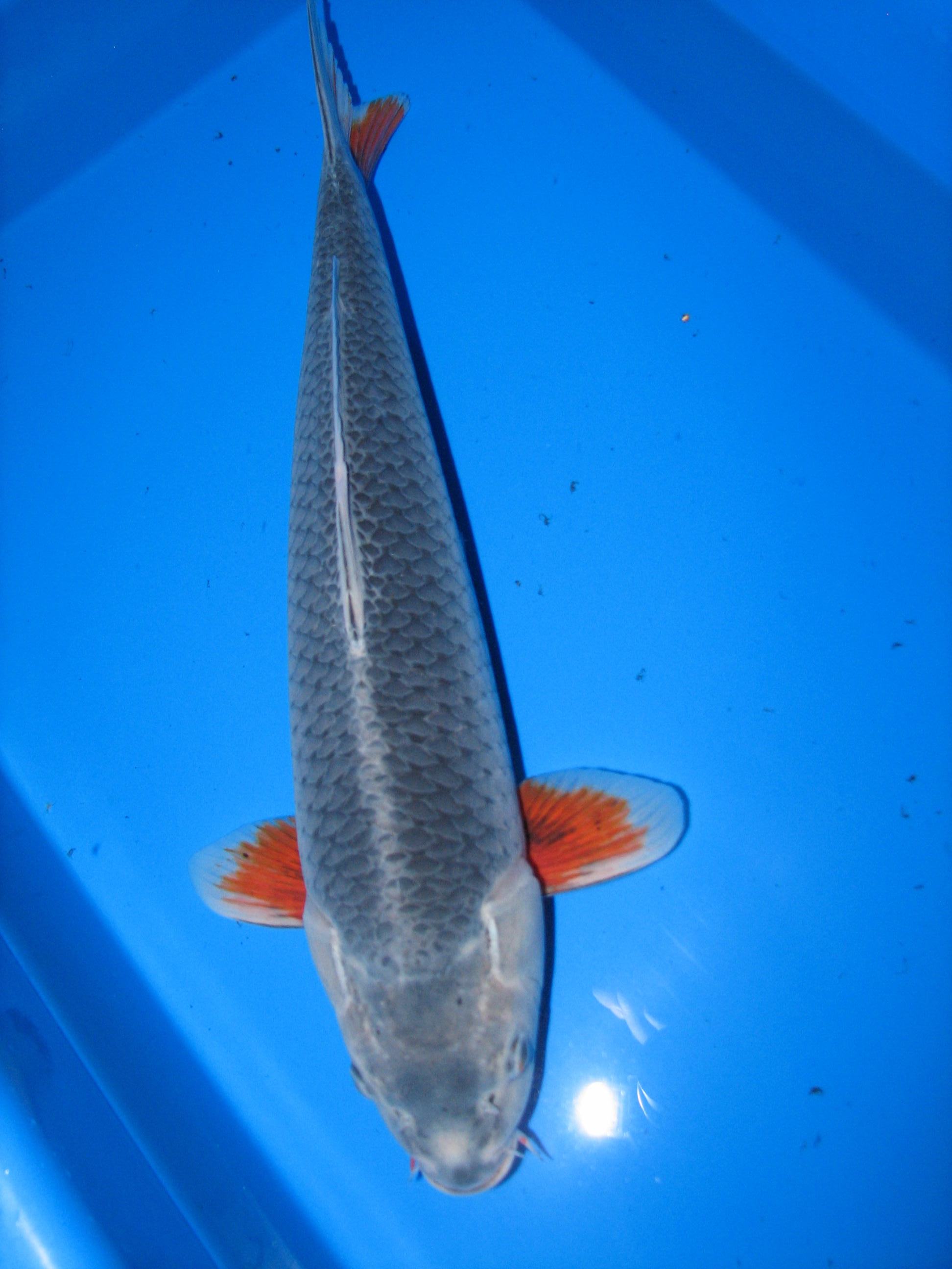 asagi koi 11 ideeën over nishikigoi variety asagi koifishmarket