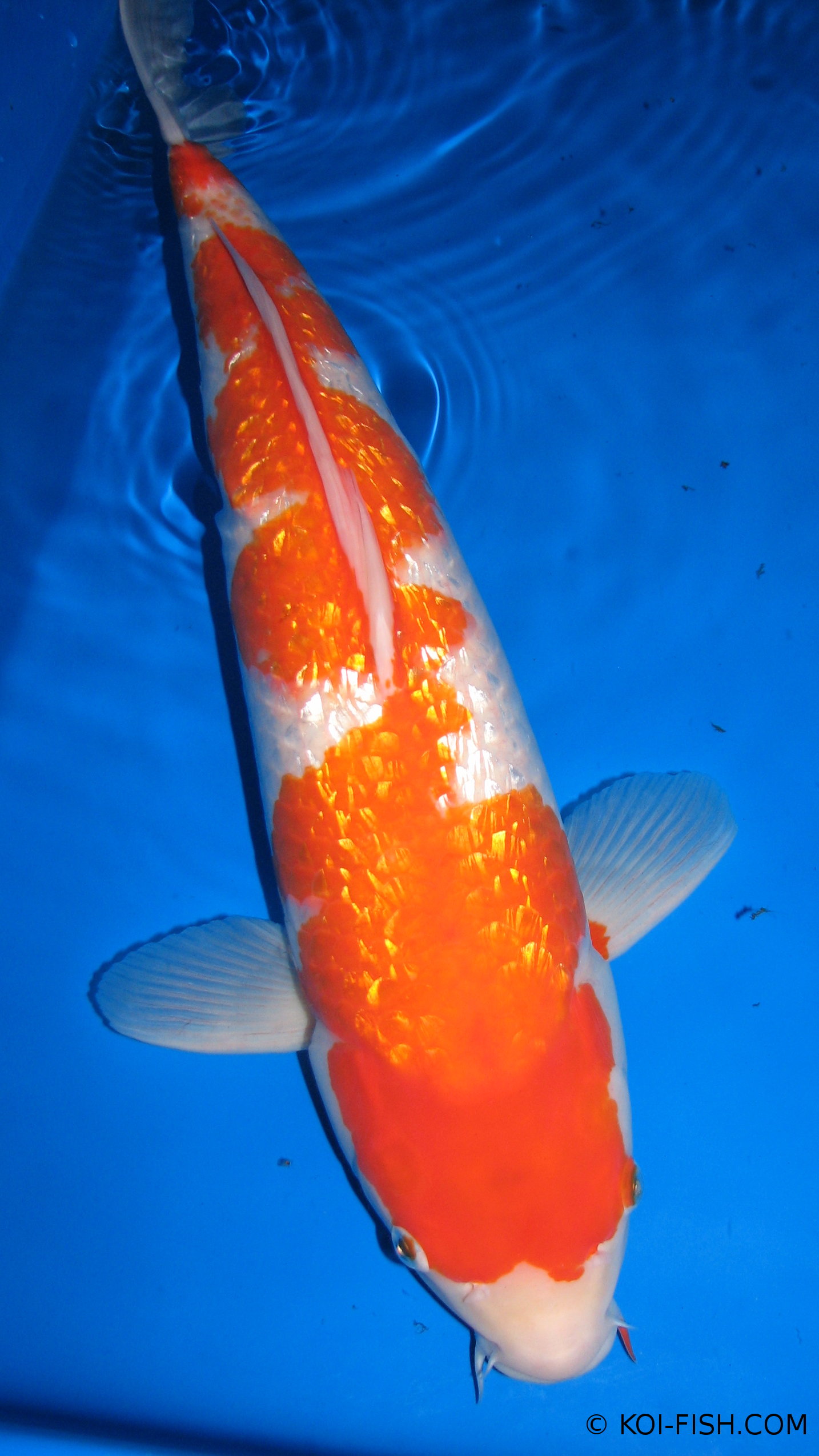 Kohaku Koi Koi Fish Information