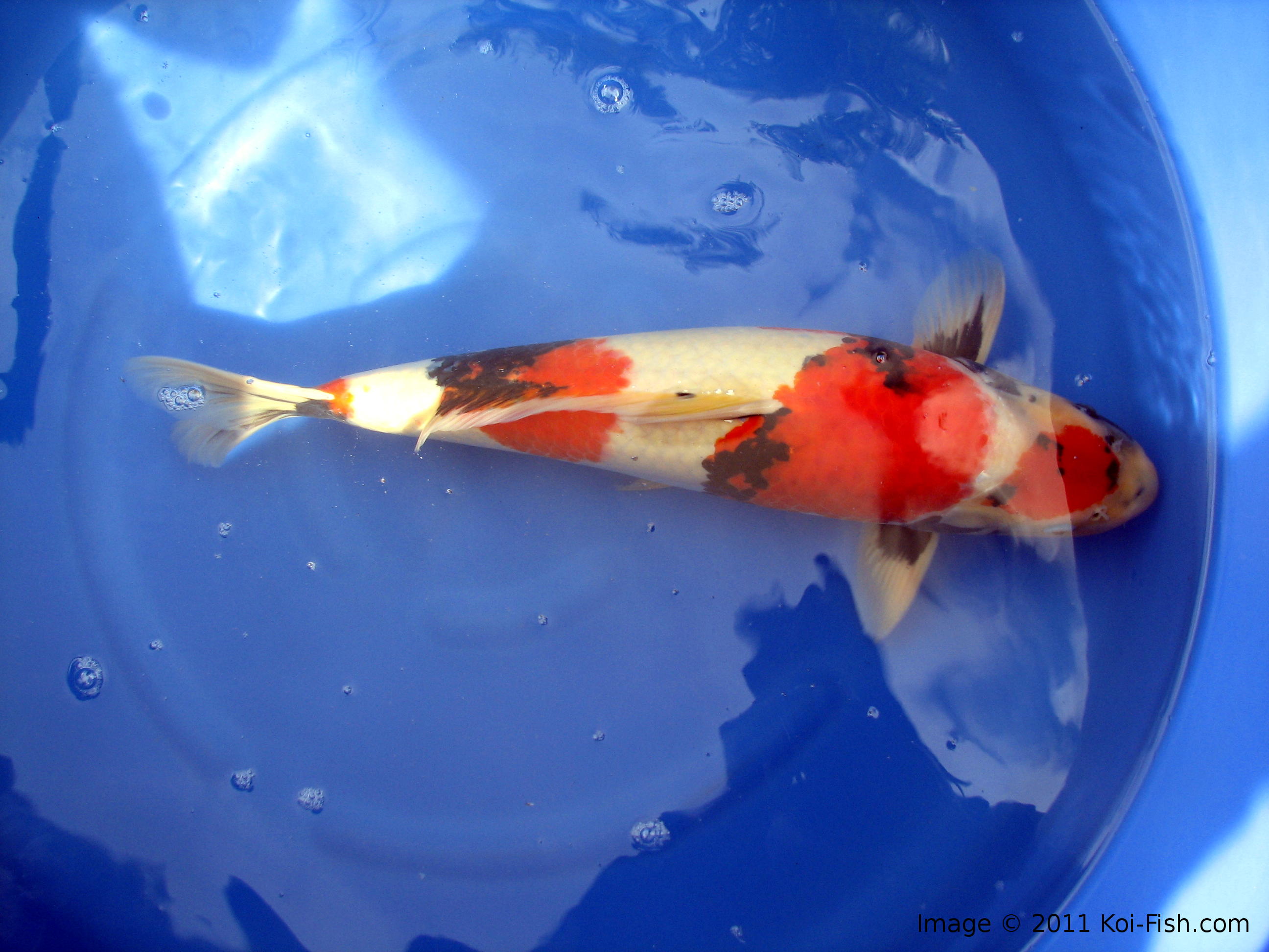 Showa Koi Fish Information