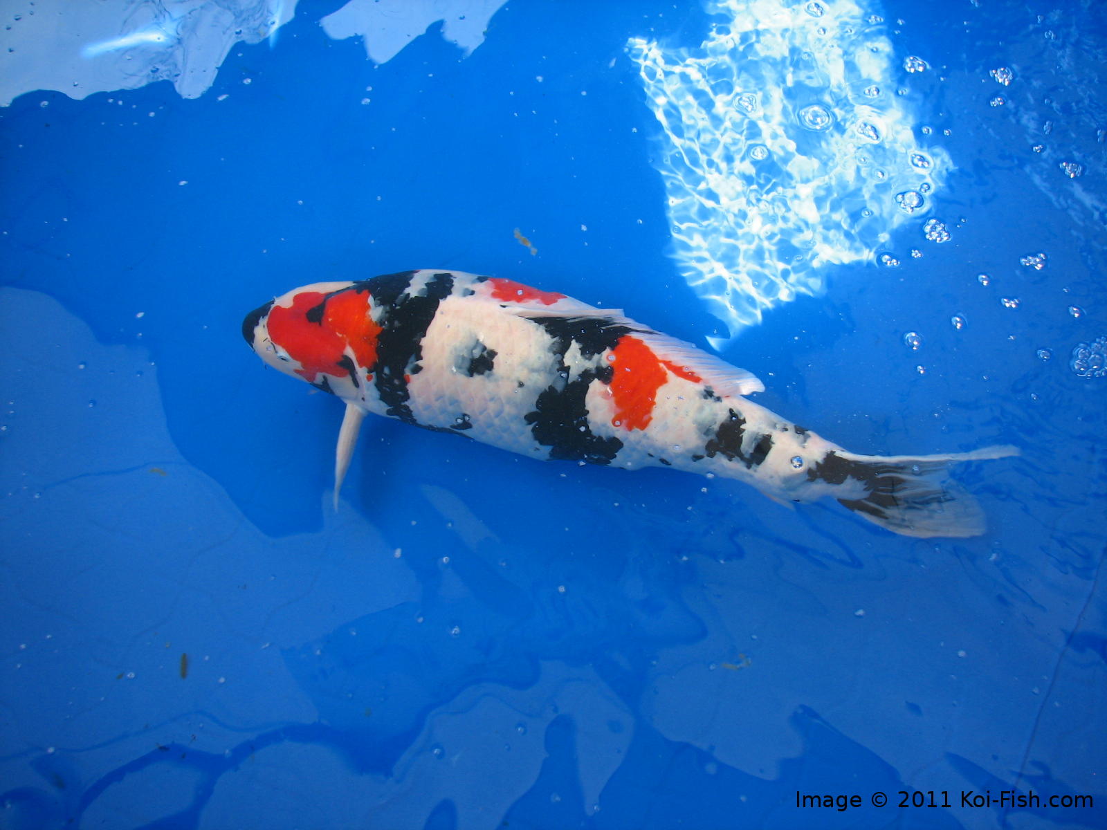 Showa Koi Fish Information