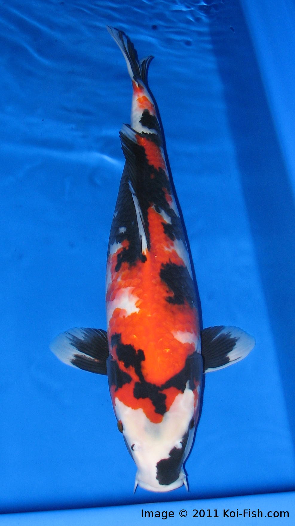 showa koi fish Showa koi fish koifishoil