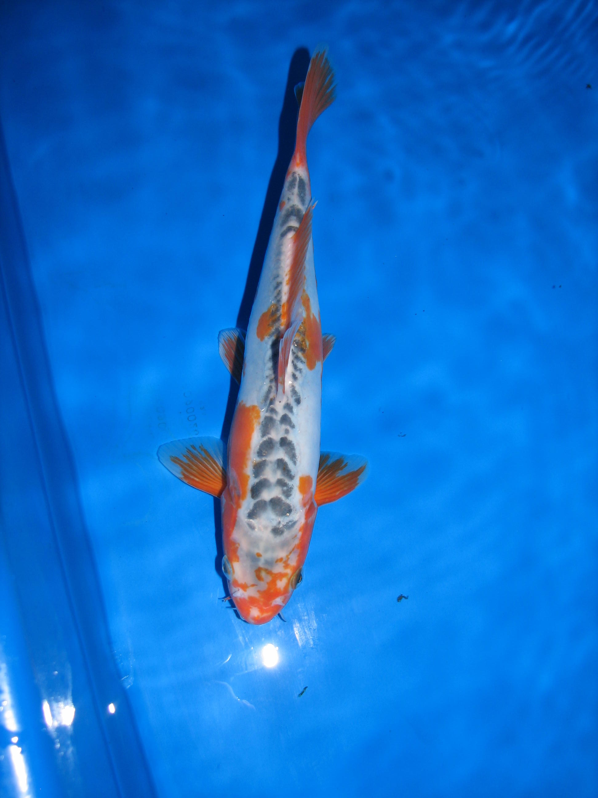 shusui koi fish Koi fish shusui information koifishoil