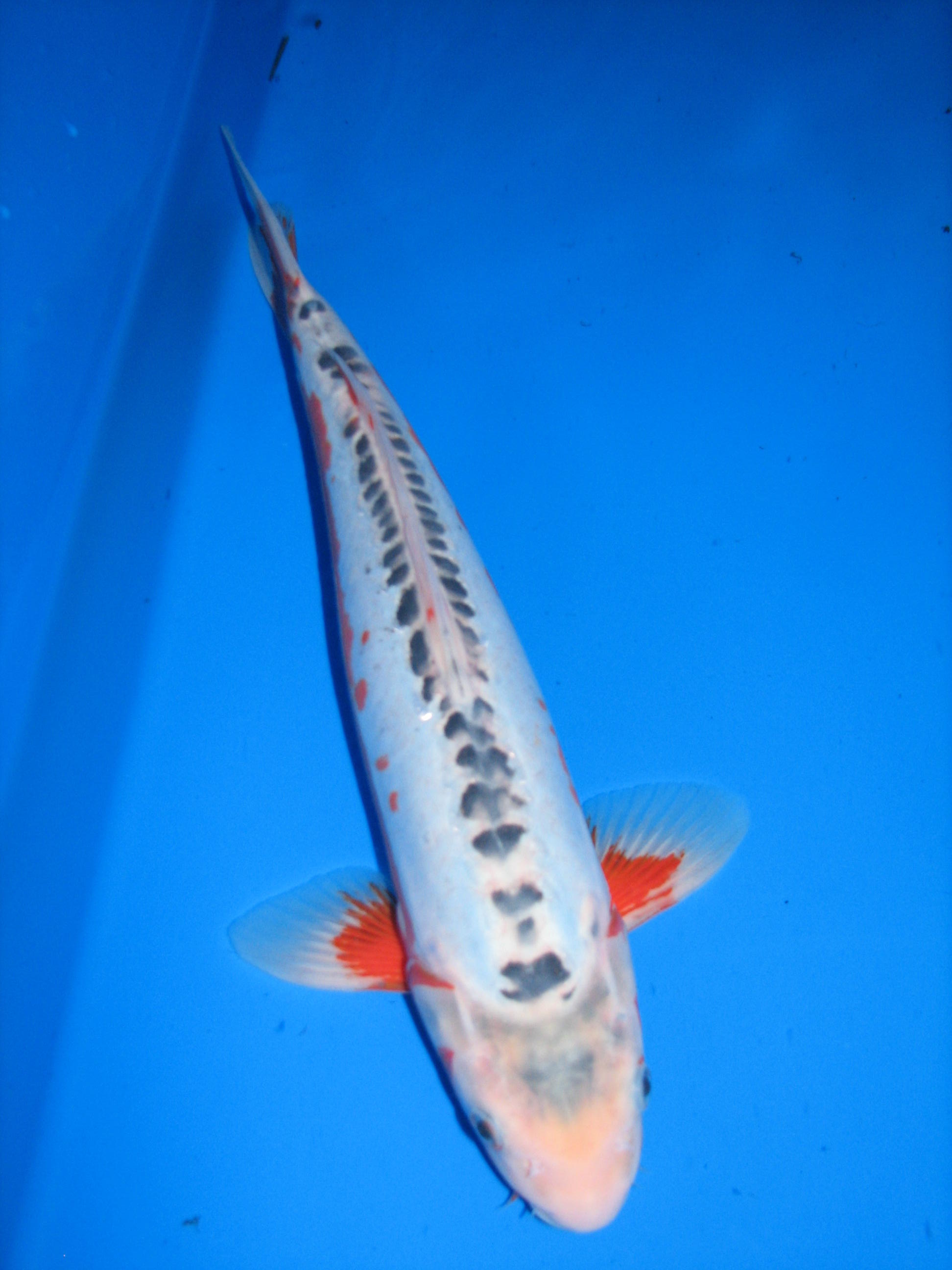 Shusui Koi Fish Information