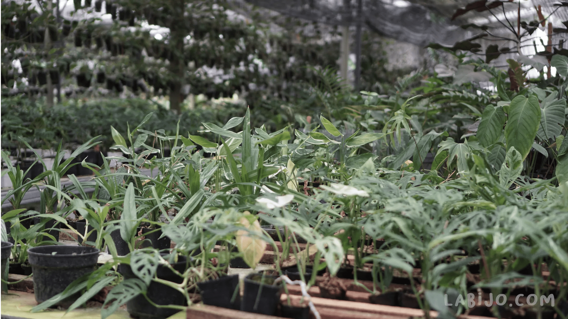 Best Place to Buy Plants Online Plants, Herbs and Spices Shop