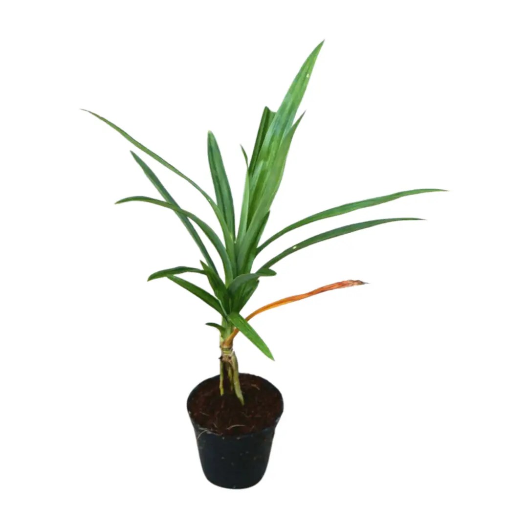 Tropical Pandan Plants for Sale Free Shipping