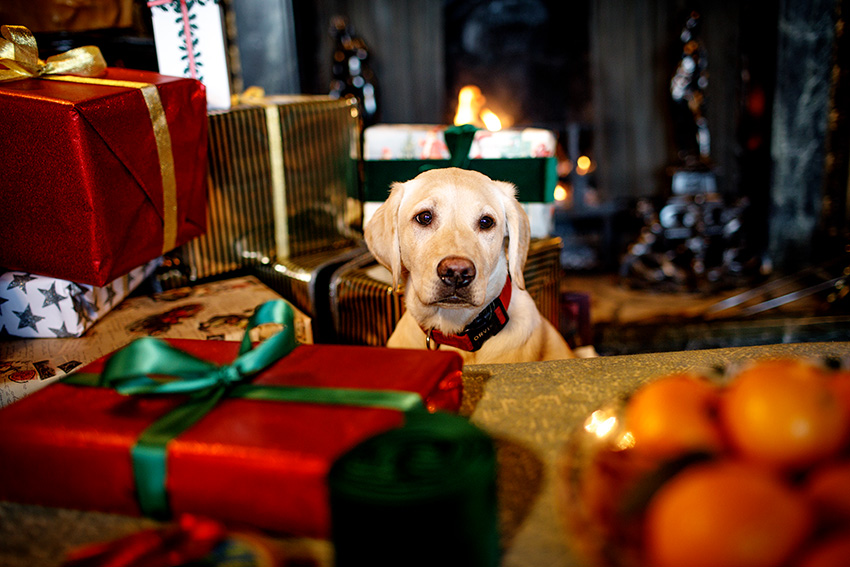 Gold, Frankincense and Myrrh Lady Carnarvon