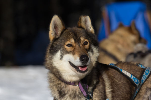 Balades et randonnées en chien de traineau en Auvergne
