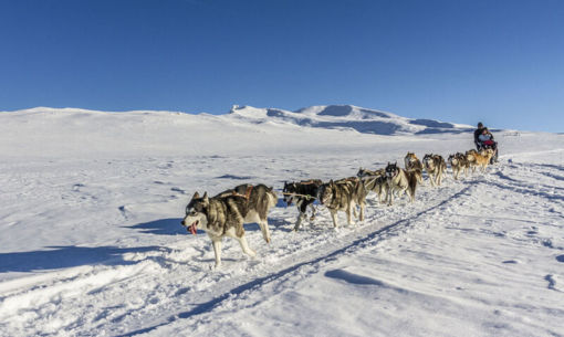 Balades et randonnées en chien de traineau en Auvergne