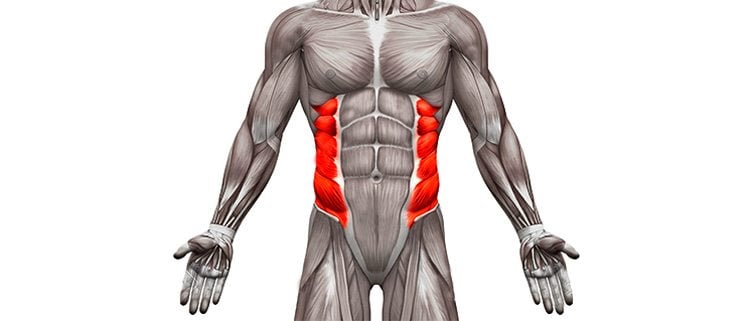 Músculo oblicuo interno del abdomen anatomía funcional y ejercicios la guía definitiva La