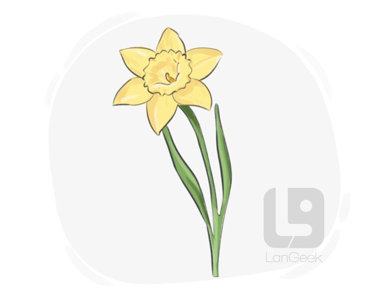 Definition & Meaning of "Daffodil" LanGeek