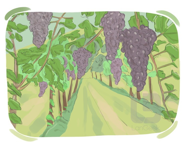 Definition & Meaning of "Vine" LanGeek