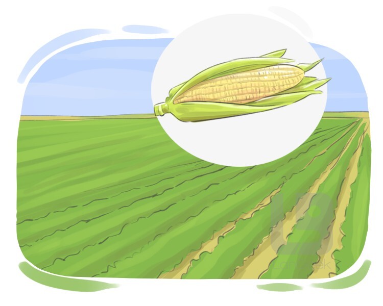 Definition & Meaning of "Corn field" LanGeek