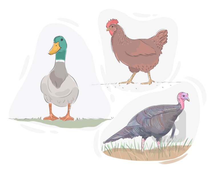 Definition & Meaning of "Domestic fowl" LanGeek