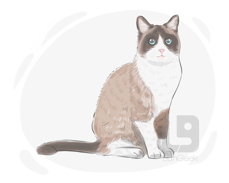 Definition & Meaning of "Snowshoe cat" LanGeek