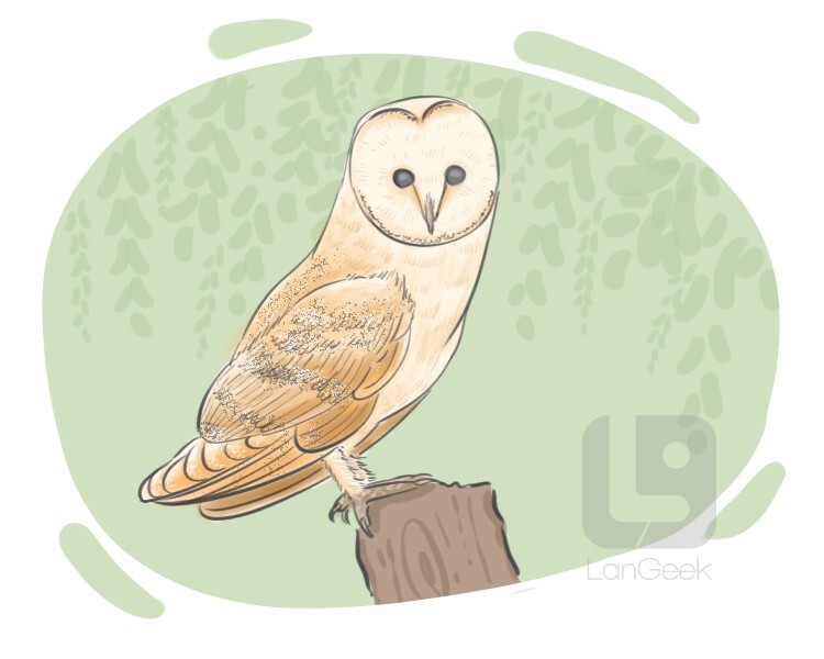 Definition & Meaning of "Barn owl" LanGeek