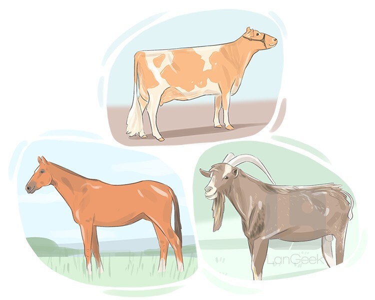 Top 138 + Meaning of ruminant animals