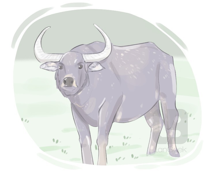 Definition & Meaning of "Water buffalo" LanGeek
