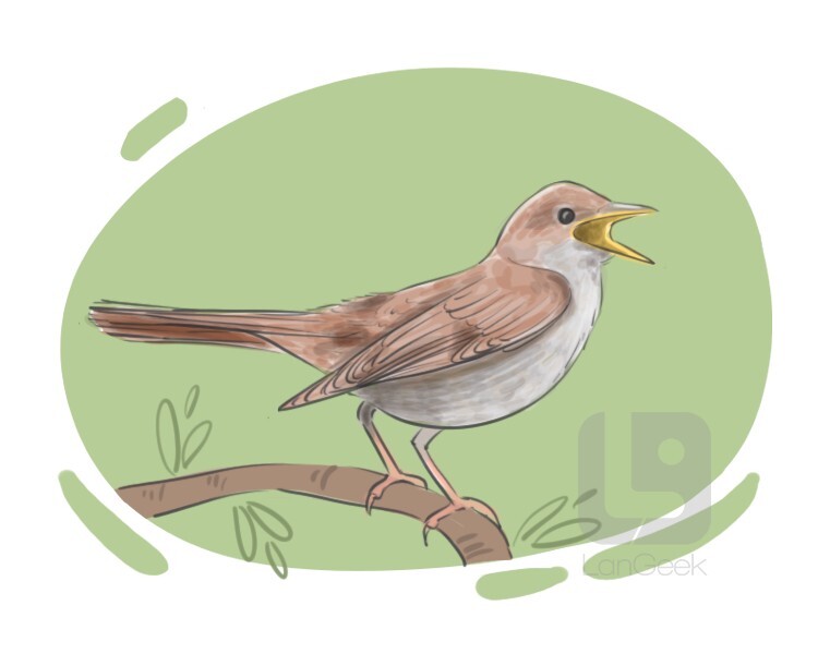 Traducción de la palabra "Nightingale" LanGeek