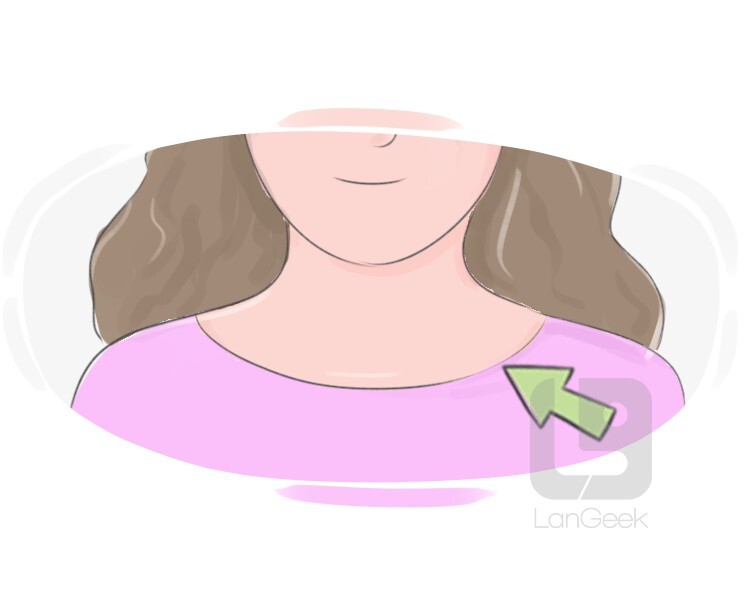 La traduction du mot "Crew neck" LanGeek