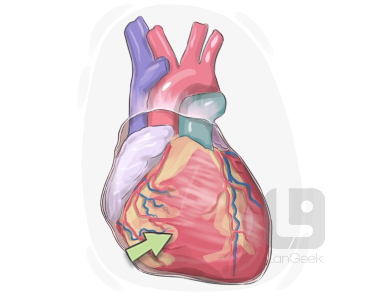 Definition & Meaning of "Heart ventricle" LanGeek