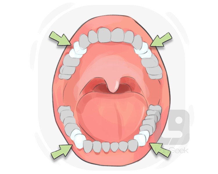 Definition & Meaning of "Bicuspid" LanGeek