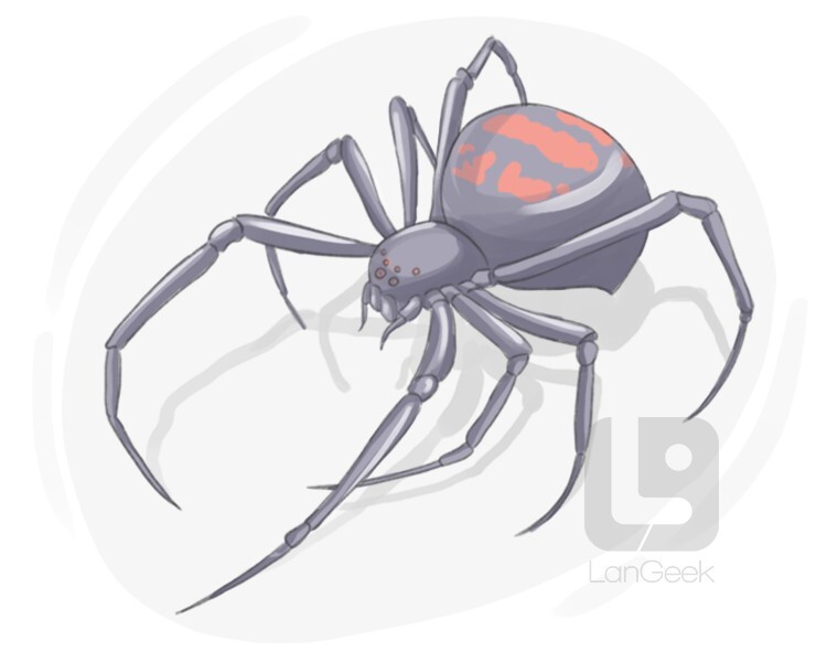 Definition & Meaning of "Black widow" LanGeek