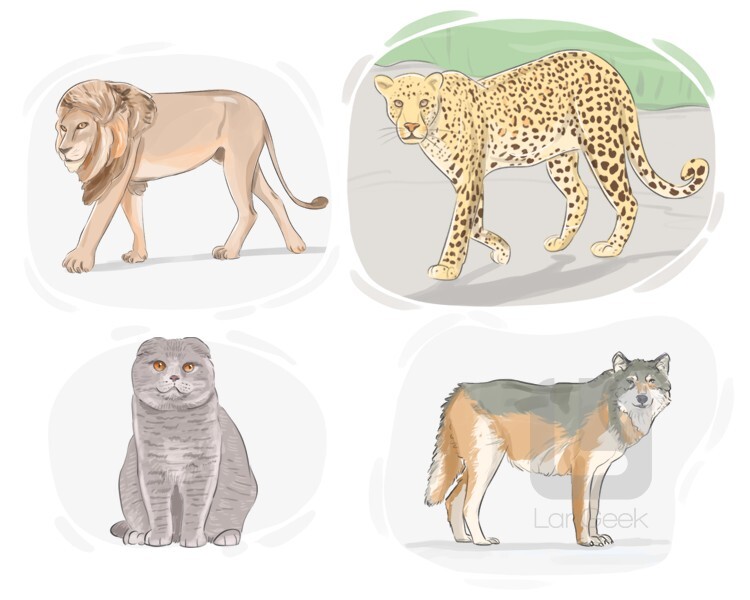 Definition & Meaning of "Carnivore" LanGeek