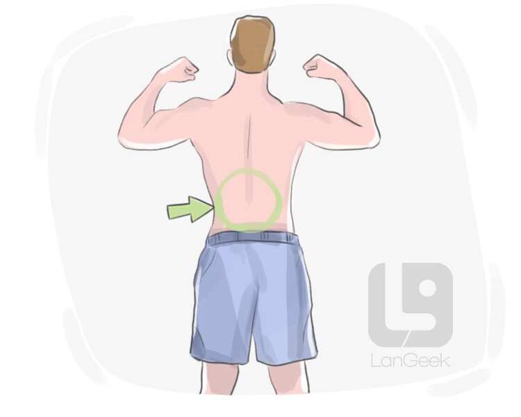 Definition & Meaning of "Lower back" LanGeek