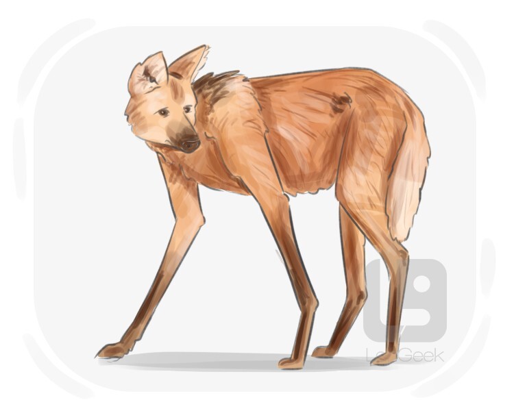 Definition & Meaning of "Maned wolf" LanGeek