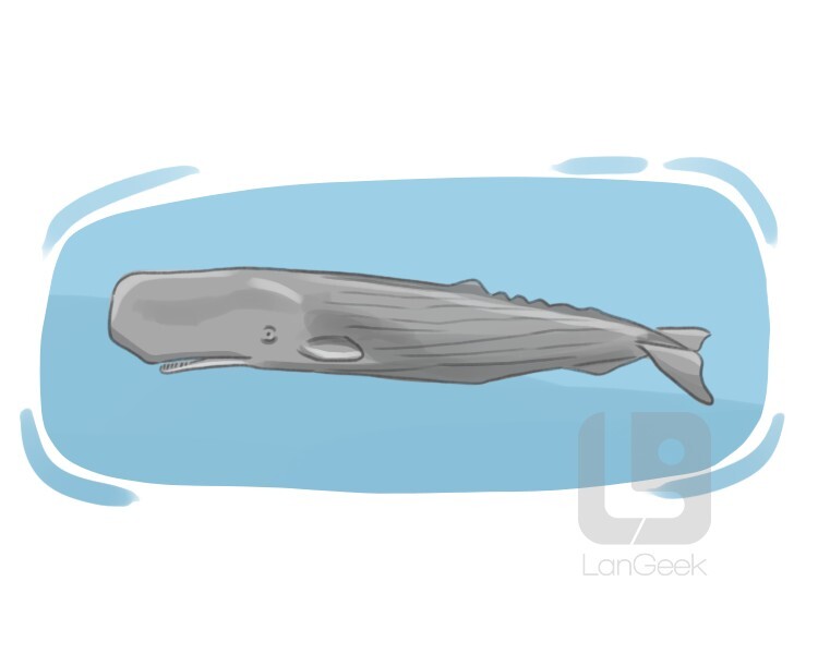 Definition & Meaning of "Sperm whale" LanGeek