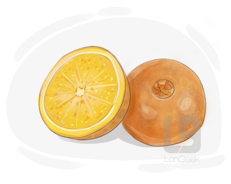 Definition & Meaning of "Navel orange" LanGeek
