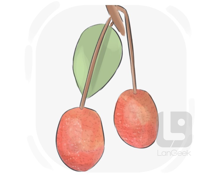 Definition & Meaning of "Silver berry" LanGeek