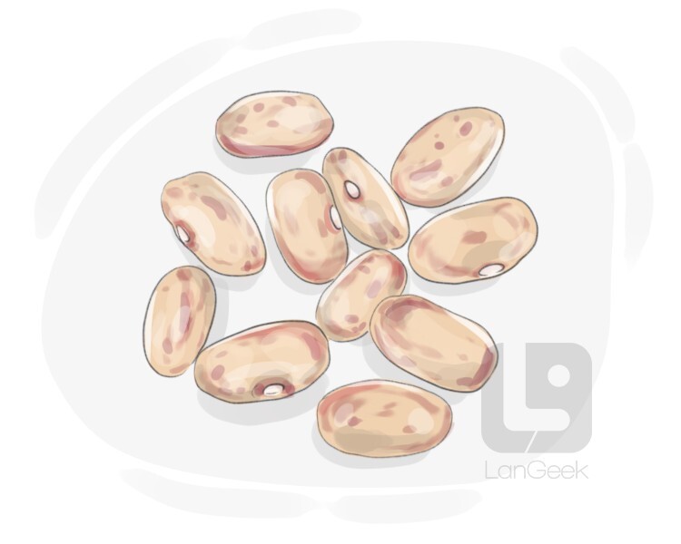 Definition & Meaning of "Pinto bean" LanGeek