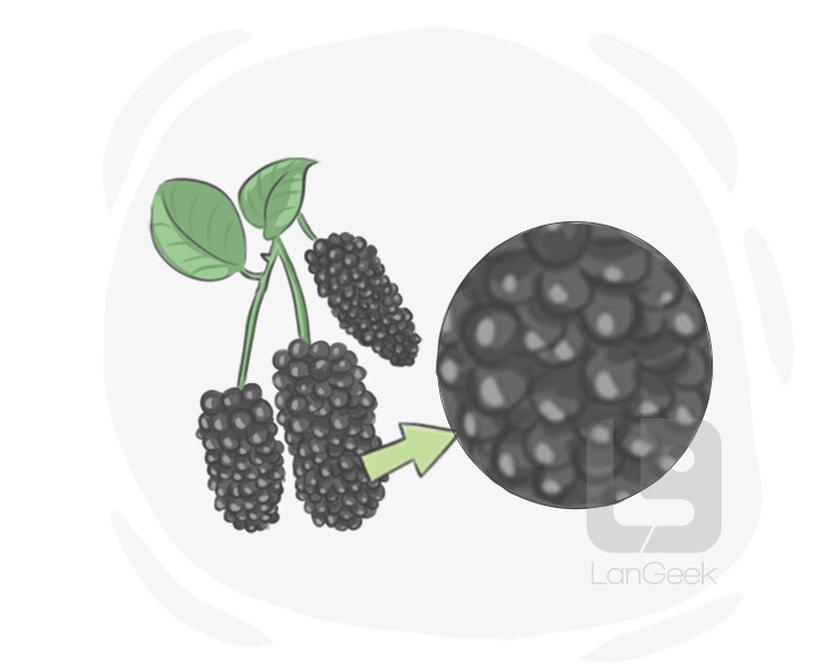 Definition & Meaning of "Aggregate fruit" LanGeek