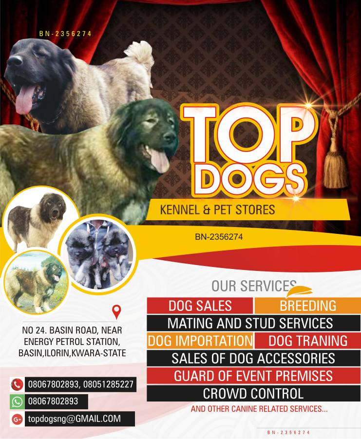 “Can You Bring Your Dog to Sephora?” A Guide to Pet Policies