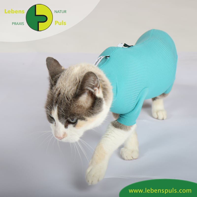 cat body für Katzen (VetMedCare) › Naturpraxis LebensPuls