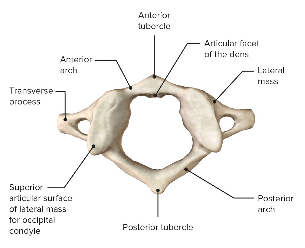 Vertebral Column Anatomy Concise Medical Knowledge