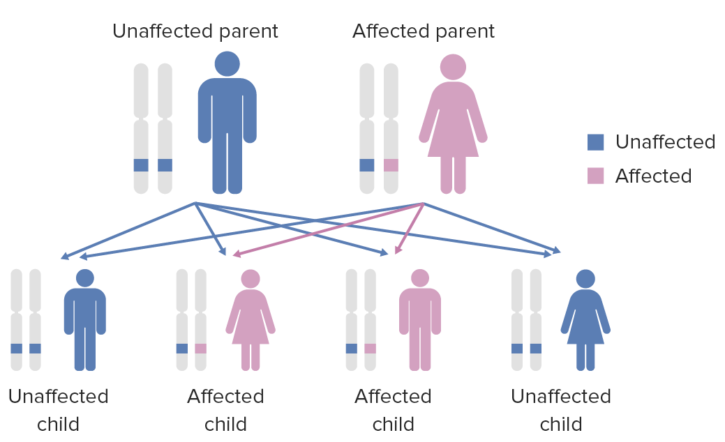 Autosomal Recessive and Autosomal Dominant Inheritance | Concise