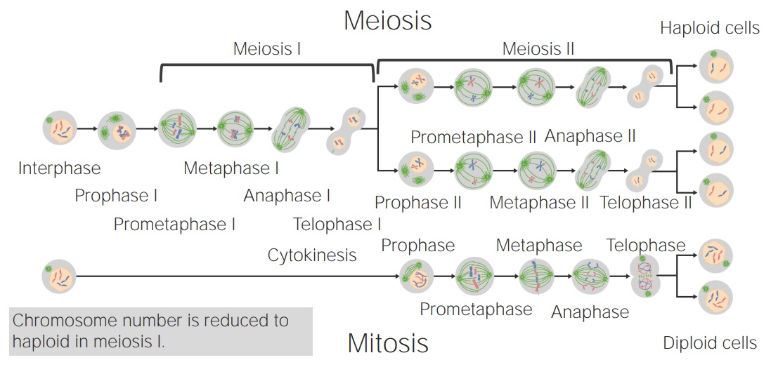 Meiosis | Concise Medical Knowledge