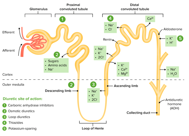 Osmotic Diuretics Concise Medical Knowledge
