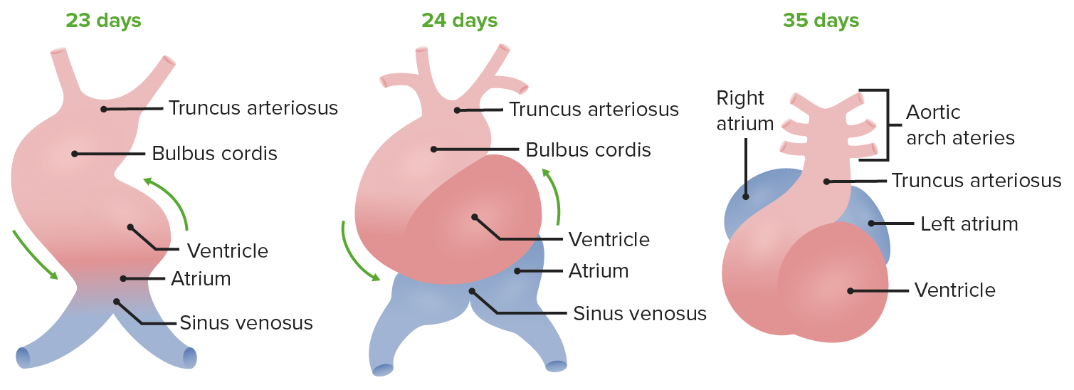 Development of the Heart Concise Medical Knowledge
