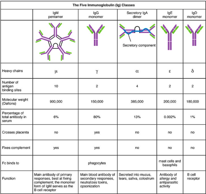 Immunoglobulins Types and Functions Concise Medical Knowledge