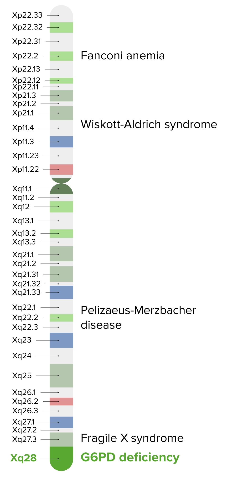 Glucose6phosphate Dehydrogenase (G6PD) Deficiency Concise Medical