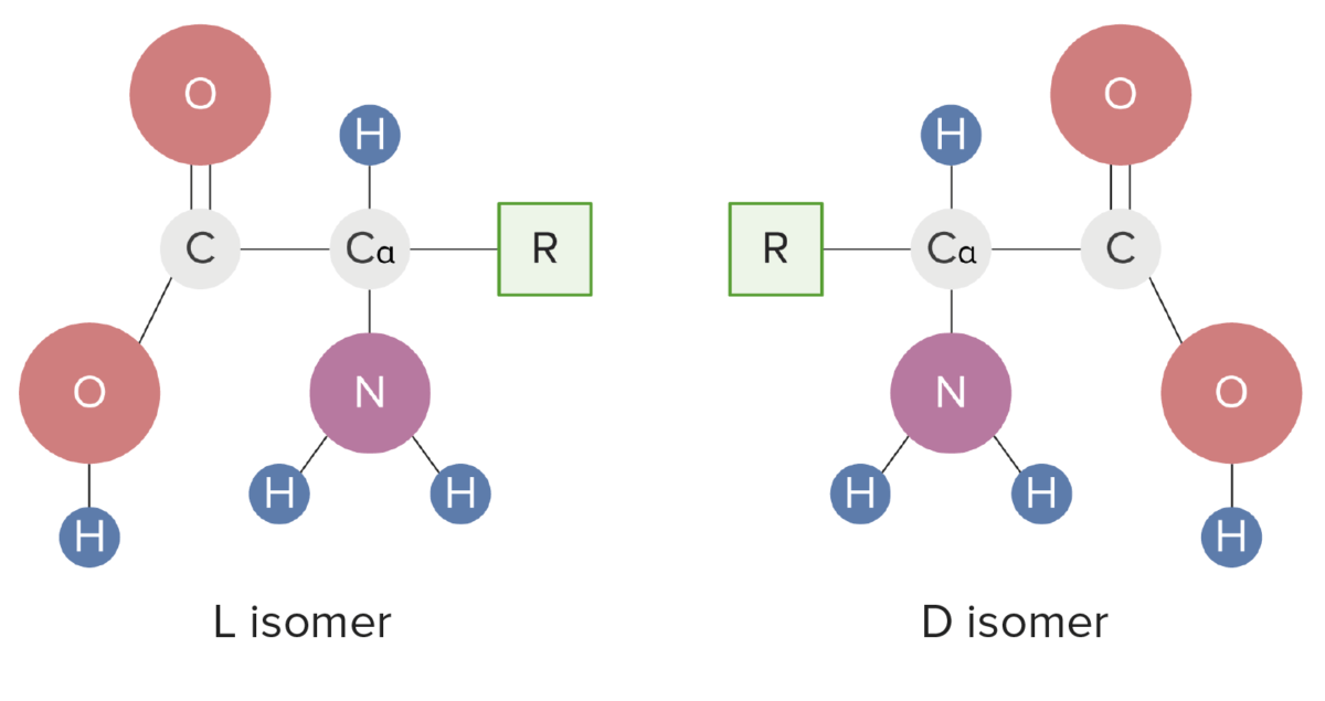Basics of Amino Acids Concise Medical Knowledge