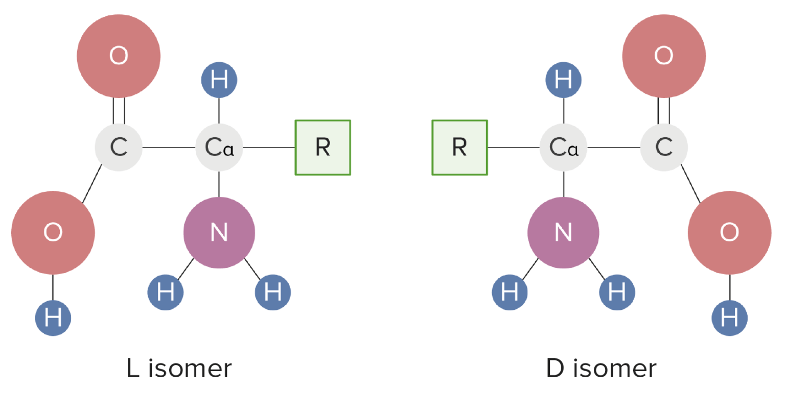 Basics of Amino Acids Concise Medical Knowledge