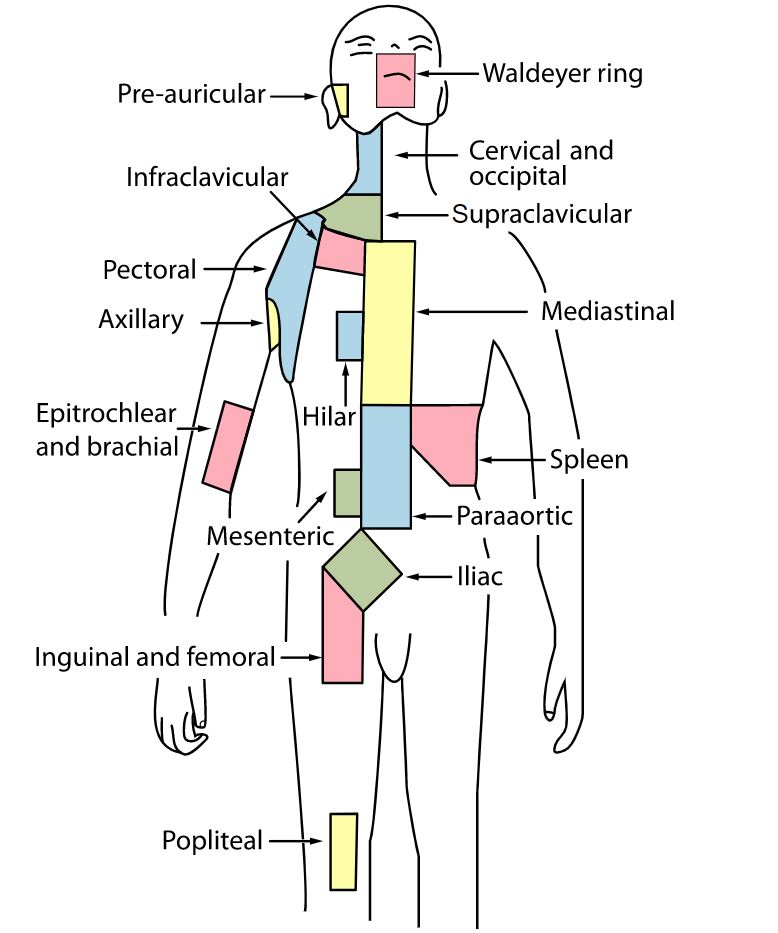22+ Lymphatic Drainage Diagram - ClarkeSholto